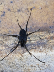 Ischyropsalis