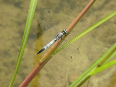 Orthetrum albistylum speciosum