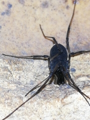 Ischyropsalis