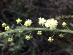 Acacia alata