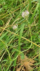 Trifolium pratense pratense