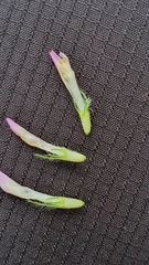 Trifolium pratense pratense