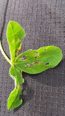 Trifolium pratense pratense