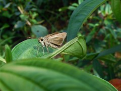 Pelopidas mathias mathias