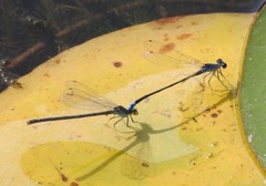 Paracercion calamorum