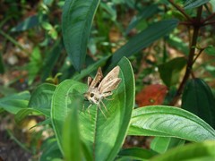 Pelopidas mathias mathias