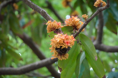 Saraca indica