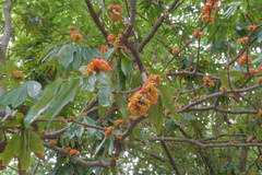 Saraca indica