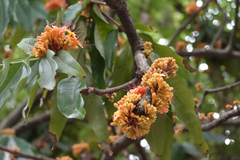 Saraca indica