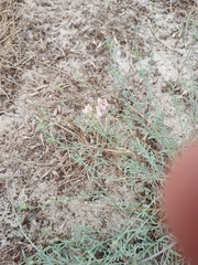 Linaria polygalifolia