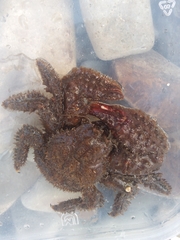 Hapalogaster dentata