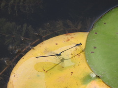 Paracercion calamorum