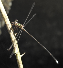 Ecchlorolestes nylephtha