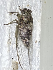 Diceroprocta vitripennis
