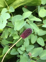 Sanguisorba officinalis