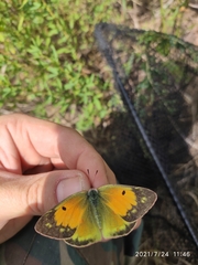 Colias myrmidone