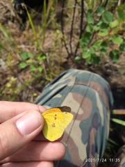 Colias myrmidone