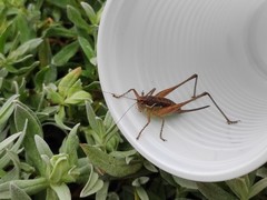 Pachytrachis gracilis