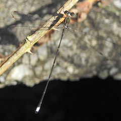 Ecchlorolestes nylephtha