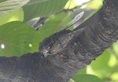 Cryptotympana atrata