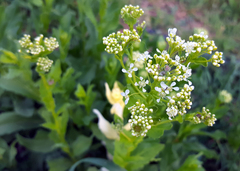 Lepidium draba