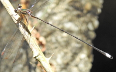 Ecchlorolestes nylephtha