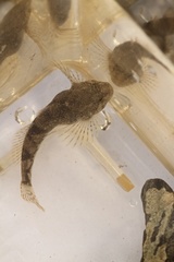 Cottus poecilopus