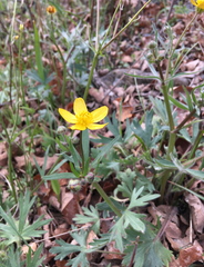 Ranunculus austro-oreganus