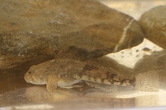 Cottus poecilopus
