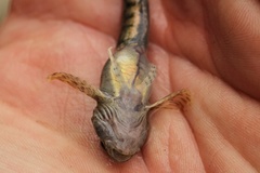 Cottus poecilopus