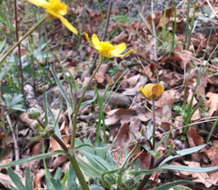 Ranunculus austro-oreganus