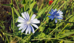 Cichorium intybus