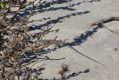Baja California Whiptail
