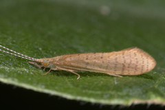 Nectopsyche muhni