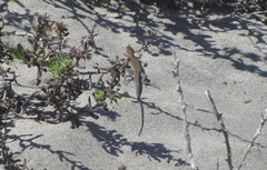 Aspidoscelis labialis