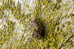 Hoherius meinertzhageni