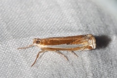 Crambus praefectellus
