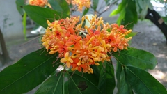 Saraca indica