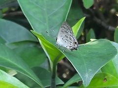Sinthusa chandrana