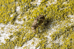 Hoherius meinertzhageni