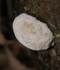 Postia lactea