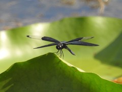Rhyothemis fuliginosa