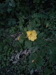 Oenothera rubricaulis