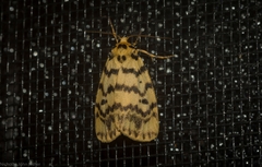 Hectobrocha multilinea