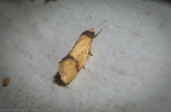Olbonoma disticta