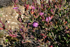 Ruschia lapidicola