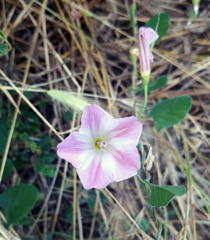 Convolvulus arvensis