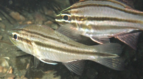 Barred striped cardinalfish (Ostorhinchus fasciatus) — Apogonidae — 5