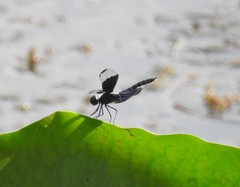 Rhyothemis fuliginosa