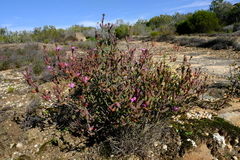 Ruschia lapidicola